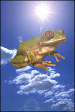 frog.jpg (14923 bytes)