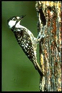 Red Cockaded Woodpecker