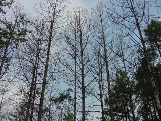 Signs of Southern Pine Beetle