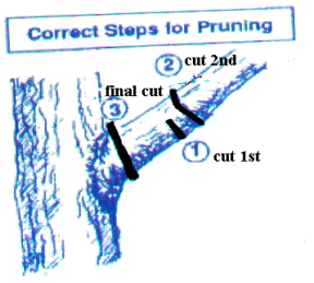 Pruning Steps