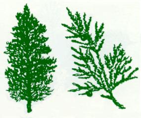 Scfc Tree Identification For Sc Scale Conifers
