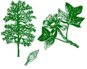 SCFC Tree Identification for SC - Lobed Simple Leaf